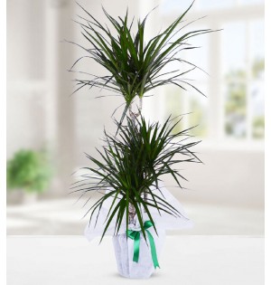 ÜÇLÜ DRACENA MARGİNATA